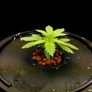 First Deep Water Hydroponic grow