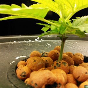 First Deep Water Hydroponic grow