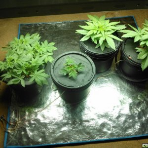 First Deep Water Hydroponic grow