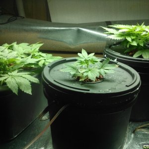 First Deep Water Hydroponic grow