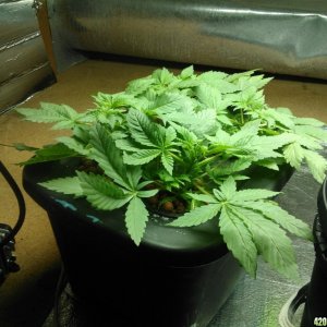 First Deep Water Hydroponic grow