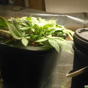 First Deep Water Hydroponic grow