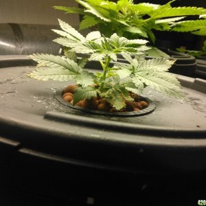 First Deep Water Hydroponic grow