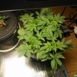 First Deep Water Hydroponic grow