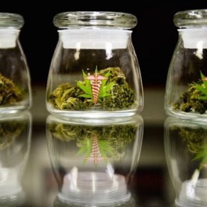 Medical Cannabis In Jars