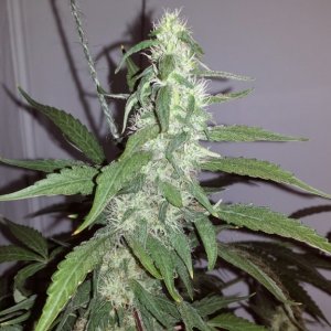 White Russian in DWC.