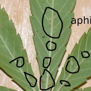 aphids