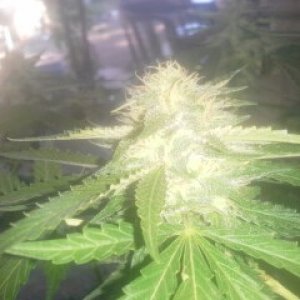 SoilGirl 9-21-14 grow update