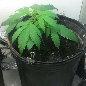 Supergroomer Grow