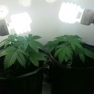 Supergroomer Grow