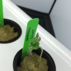 1st Grow~~ClosetSCROG - Hydro - day 3