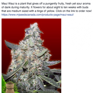 MJ Seeds Canada FB 09/29/14