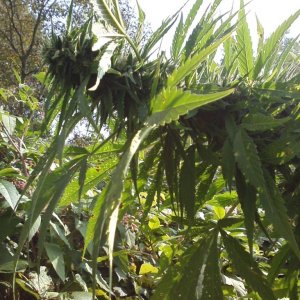 outdoor / Italy / harvest