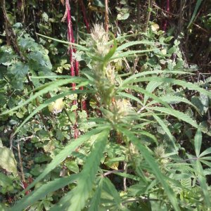 outdoor / Italy / harvest