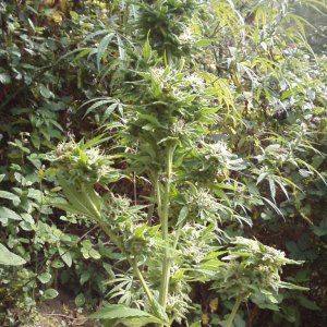 outdoor / Italy / harvest