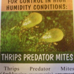 thripe predator mite