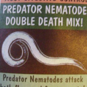 flea and fungas knat nematode