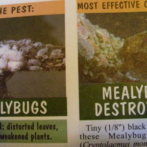 mealybug and their destroyer