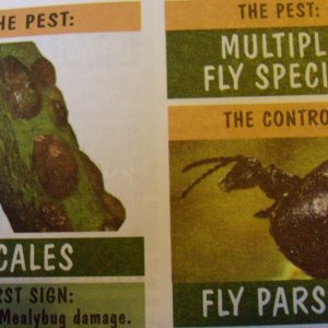 scales and fly parasites