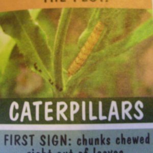 caterpillar