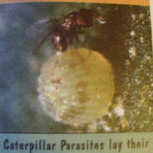 caterpillar parasite