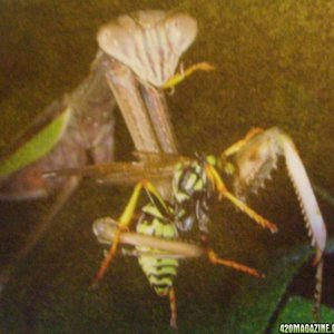 mantis eating a yellow jacket