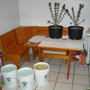 Harvest and bud washing setup