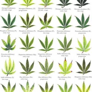 cannabis_leaf-deficiencies4