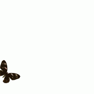 89667804_mrVTRELF_butterflyflyingsequence