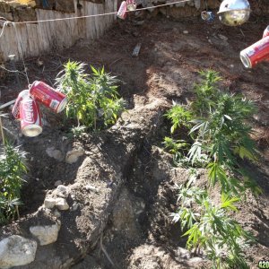 Media 'Harvest - Replant' in category 'Cannabis Plants'