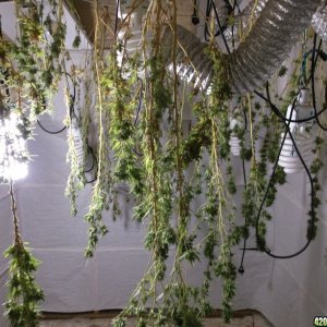 Media 'Harvest - Replant' in category 'Cannabis Plants'