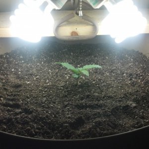 Antics Big Bang LED Grow