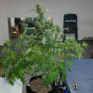 Fruit Spirit grown with Growology