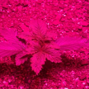 Antics Big Bang LED Grow