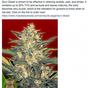 MJ Seeds Canada FB 10/06/14