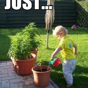 Watering Weed