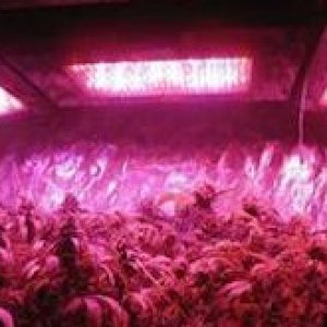 Led Grow 260X165