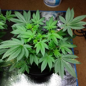 7 wks old 2 are 1 wk into flower