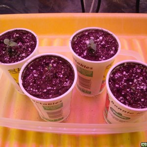 Overhead shot of the seedlings