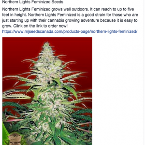 MJ Seeds Canada FB 10/13/14