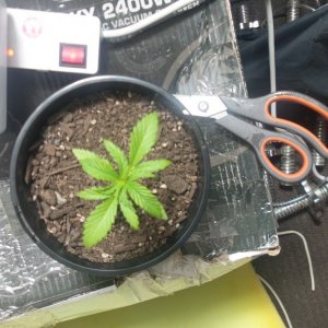 first grow