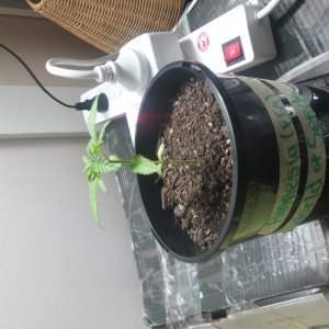 first grow