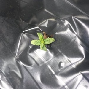 B_b_seedling_07-19