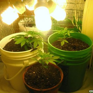 12/12 CFL grow