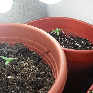 my  first grow