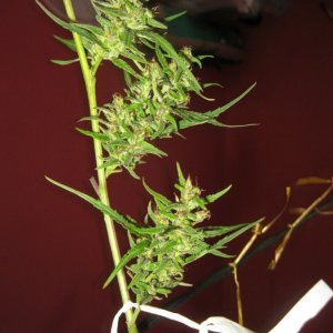 Nanda Devi / 100% Himalayan sativa / harvest