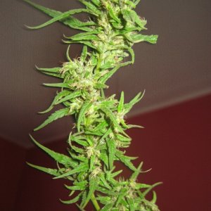 Nanda Devi / 100% Himalayan sativa / harvest