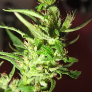 Nanda Devi / 100% Himalayan sativa / harvest