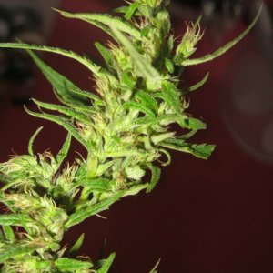 Nanda Devi / 100% Himalayan sativa / harvest