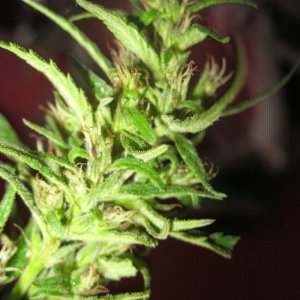 Nanda Devi / 100% Himalayan sativa / harvest